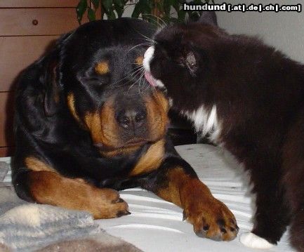 Rottweiler Hunde Foto 19005 Rottweiler ich tue dich abwasche kleine
