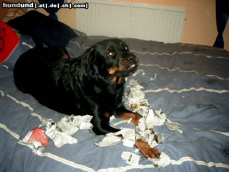 Rottweiler Hunde Foto 10138 Rottweiler Erwischt !!!!