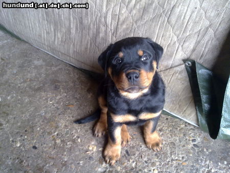 Rottweiler Hunde Foto 46229 in höherer Auflösung ansehen Rottweiler Gucci bei Abholung