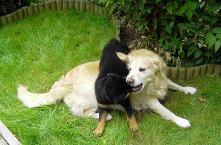 Rottweiler Hunde Foto 39915 Rottweiler Lea und Kira