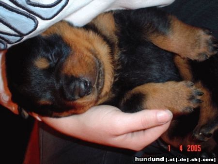Rottweiler Bachus v.d. Nibelungen  19 Tage alt