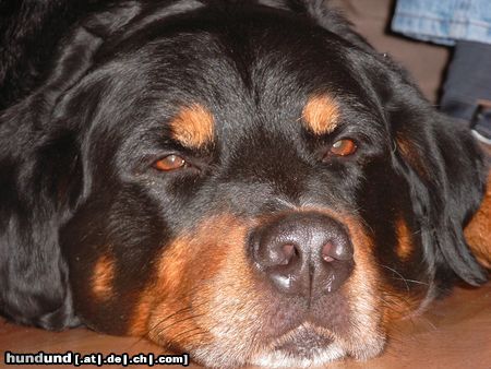 Rottweiler Unser verschmuster Berner-Sennen-Rotti-Mix 