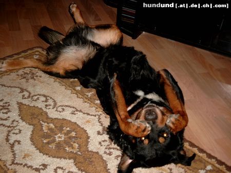 Rottweiler Hunde Foto 4413 Rottweiler Merlin kann nicht mehr hinschauen!!!