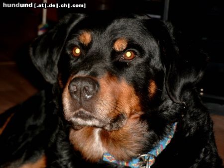 Rottweiler Hunde Foto 11171 Rottweiler Merlin, unser Bärchen