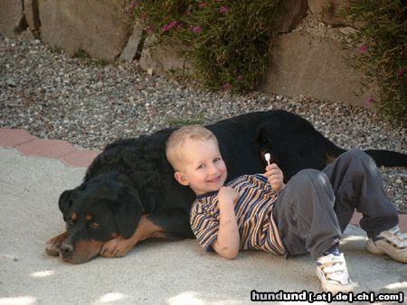 Rottweiler Hunde Foto 7686 Rottweiler 2 Dicke Freunde