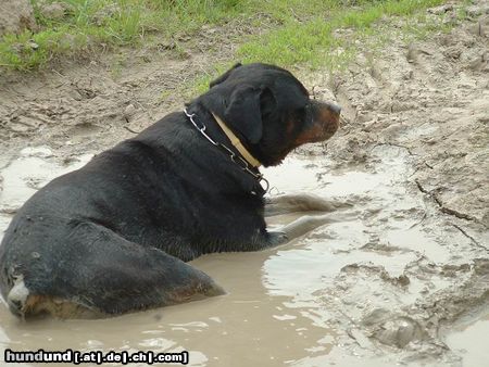Rottweiler Hunde Foto 19009 Rottweiler wir tue für CACIB vorbereiten