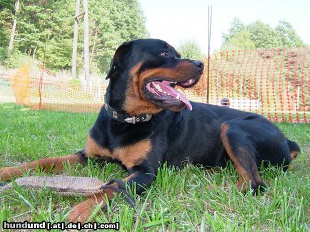 Rottweiler Hunde Foto 16315 in höherer Auflösung ansehen Rottweiler Bosco