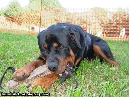 Rottweiler Hunde Foto 16314 in höherer Auflösung ansehen Rottweiler