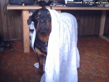 Rottweiler Hunde Foto 19008 Rottweiler ghost dog