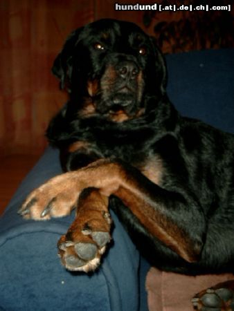 Rottweiler Hunde Foto 10137 Rottweiler Angenehm...ROCCO !!!!