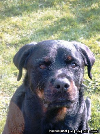 Rottweiler Hunde Foto 10752 Rottweiler nochmals Rocco