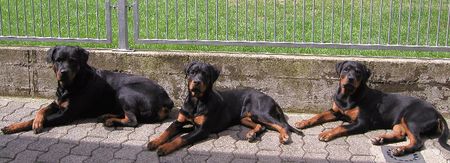 Rottweiler Hunde Foto 1052 Rottweiler Bijou 7 Jahre, Peewee 6 Monate, Quenda 6 Monate