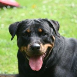 Rottweiler Hera vom Herrenholz