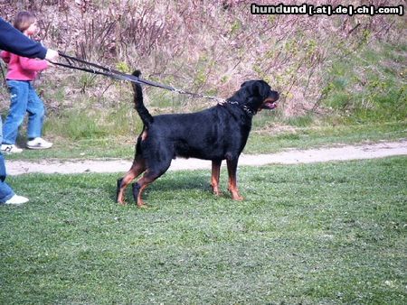Rottweiler Hunde Foto 10820 Rottweiler Rocco (6Jahre alt)