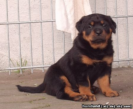 Rottweiler Hunde Foto 21800 Rottweiler Brenda von den Nibelungen