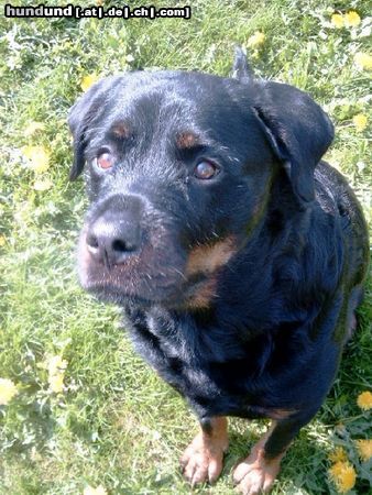 Rottweiler Hunde Foto 11540 Rottweiler und nocheinmal der Rocco