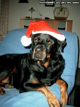 Rottweiler Hunde Foto 17178 in höherer Auflösung ansehen Rottweiler Unser Weihnachtsrotti