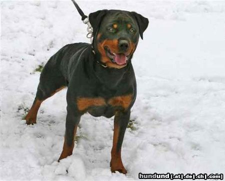 Rottweiler Aysel von den Nibelungen