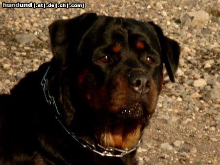 Rottweiler Hunde Foto 10417 Rottweiler Andra vom Bislicher Damm jpg.2