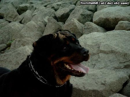 Rottweiler Hunde Foto 10442 Rottweiler Andra vom Bislicher Damm