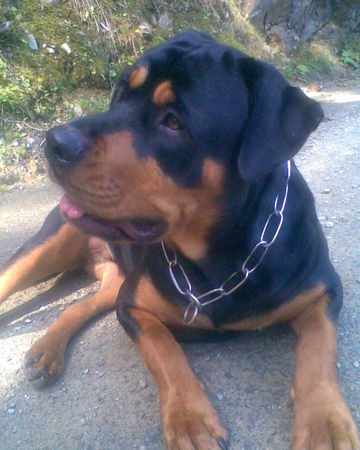 Rottweiler Apollo 1 Jahr