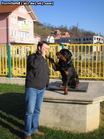 Rottweiler Hunde Foto 17631 Rottweiler aras