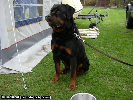 Rottweiler Hunde Foto 11042 Rottweiler Tyson