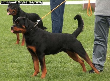 Rottweiler Hunde Foto 21795 Rottweiler Asmus v.d. Nibelungen 15 Monate
