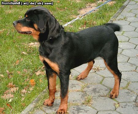 Rottweiler Hunde Foto 20191 in höherer Auflösung ansehen Rottweiler AYSCHA von der Hansestadt Bremen im Alter von 6 Monaten