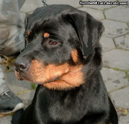 Rottweiler Hunde Foto 20190 in höherer Auflösung ansehen Rottweiler AYSCHA von der Hansestadt Bremen