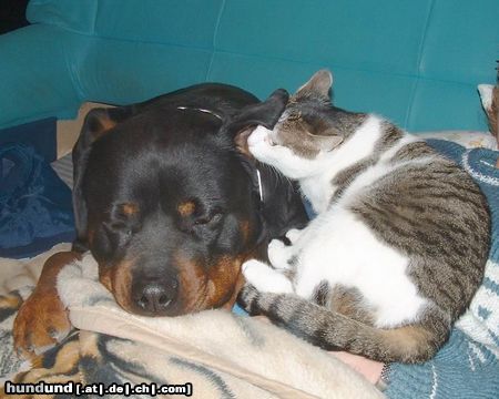 Rottweiler Hunde Foto 19004 Rottweiler Wahre Liebe