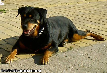 Rottweiler Hunde Foto 6028 Rottweiler Bessy 12 Jahre alt, eine treue Freundin