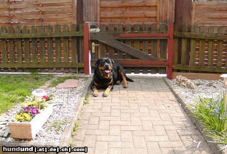 Rottweiler Sirin Yasa 2J. Endlich Sonne und ich kann meinen Hof wieder geniesen! 