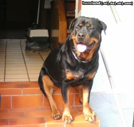 Rottweiler Sirin Yasa 2J. Ich kann sitzen wie ein mensch ;)