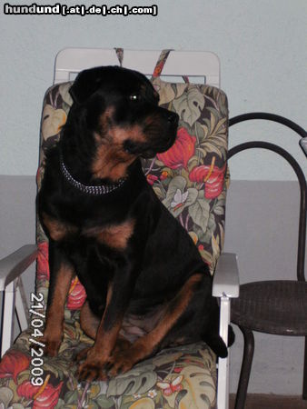 Rottweiler Sirin Yasa 2J. Tja, Herrchen das war mal dein Liegestuhl *fg*