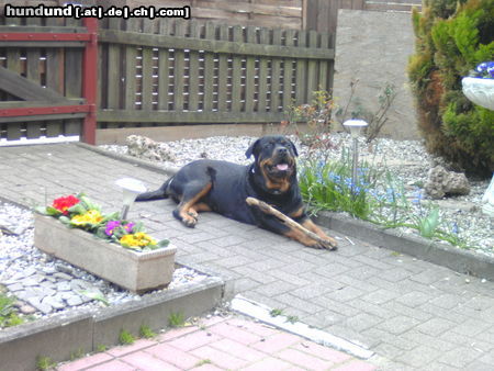 Rottweiler Sirin Yasa 2J. Ich liebe die sonne und mein stöckchen zum verbeissen.