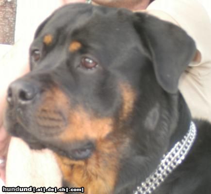 Rottweiler Sirin Yasa 2J. Nein , nein ich bin nicht eingebildet ist bin von Natur aus so schön!!