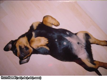 Rottweiler Hunde Foto 15514 Rottweiler schnarch!