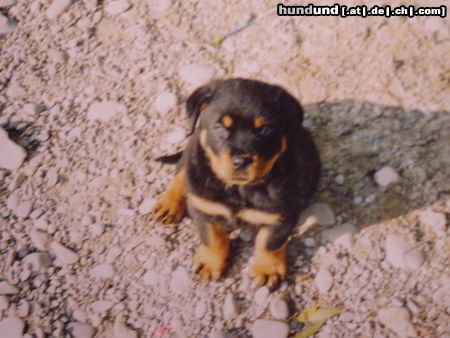 Rottweiler Hallo!