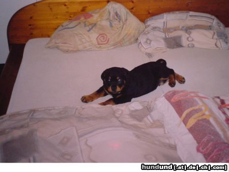 Rottweiler Hunde Foto 15516 Rottweiler Hallo!