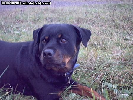 Rottweiler Hunde Foto 13359 Rottweiler Baghira