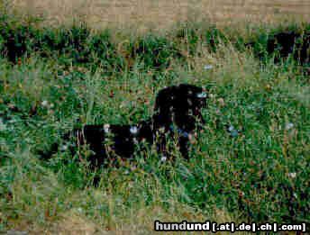 Rottweiler Hunde Foto 13401 Rottweiler Baghira in den Kornblumen