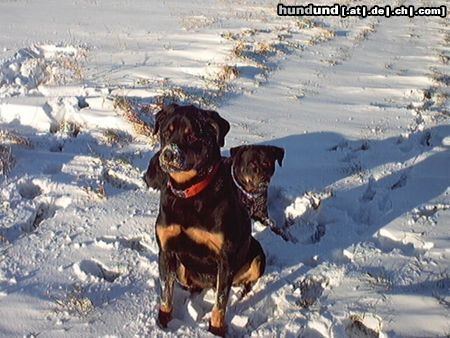 Rottweiler Hunde Foto 13361 Rottweiler Baghira und Dana im Schnee