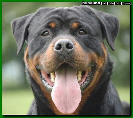 Rottweiler Barney