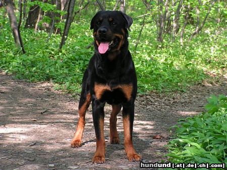 Rottweiler Benno von der Hansestadt Bremen 