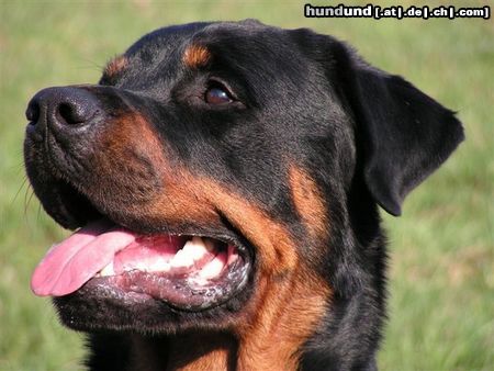 Rottweiler Benno von der Hansestadt Bremen