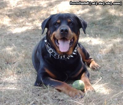 Rottweiler Hunde Foto 6320 Rottweiler Benny