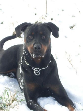 Rottweiler Hunde Foto 27140 Rottweiler Blacky