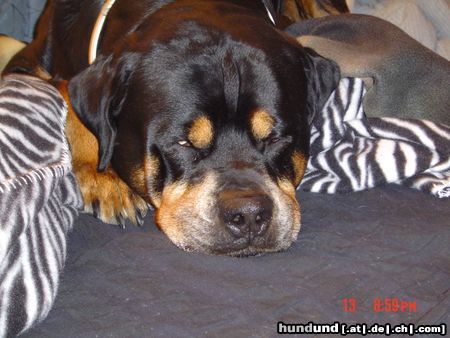 Rottweiler Hunde Foto 14721 Rottweiler