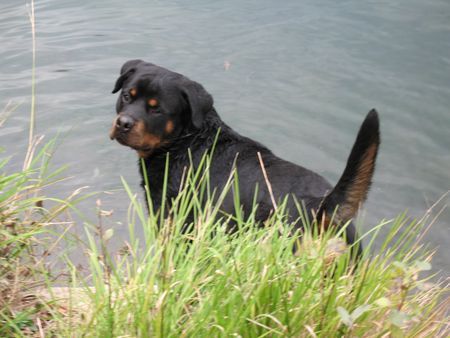 Rottweiler Darf ich ins Wasser? Tyson von der Martinus